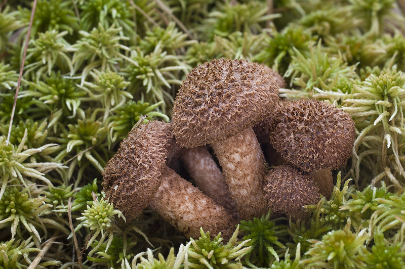 Inocybe lanuginosa